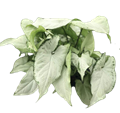 Holly Allusion
